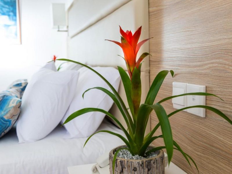 Double or Twin Room with Inland View (Non Refundable rate/room only)